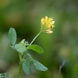 Trifolium dubium (lesser hop clover)